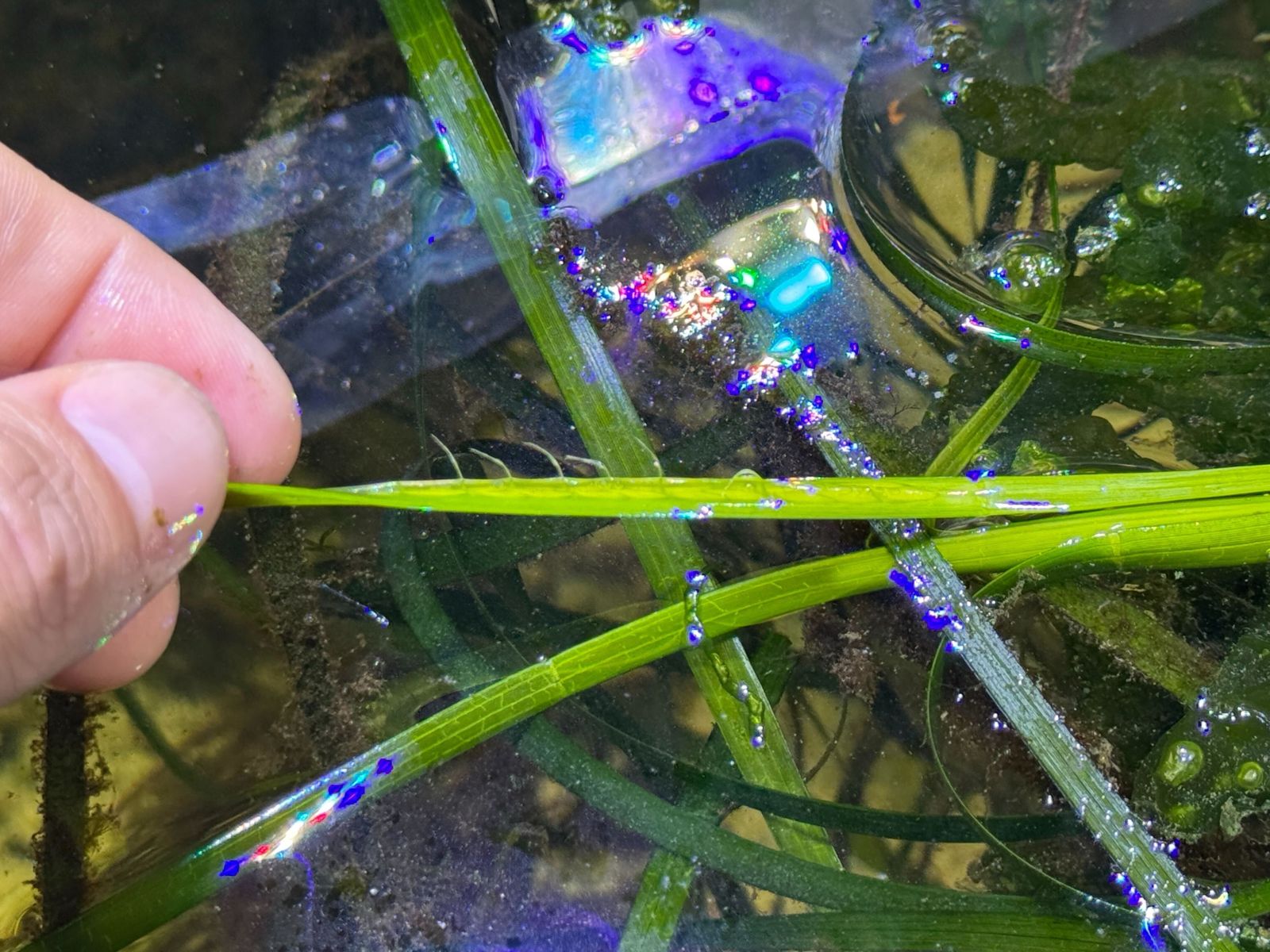 水槽の中で花をつけたアマモ