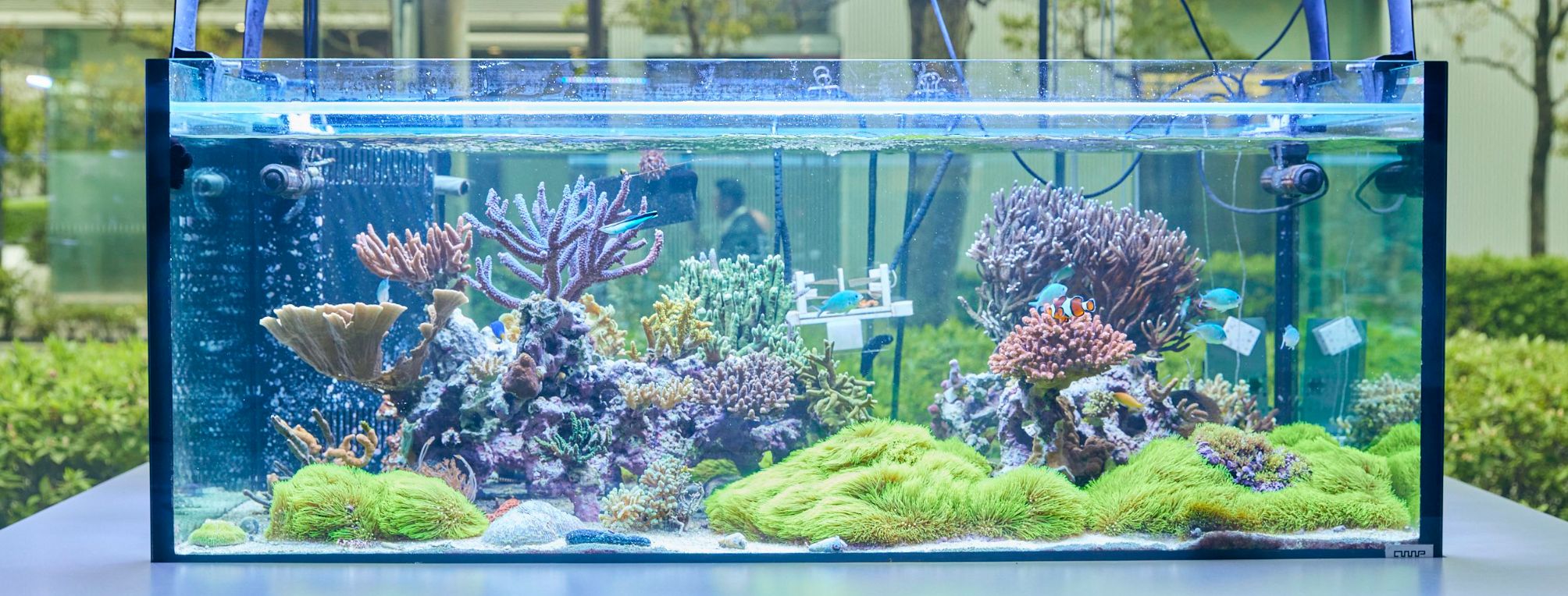 サンゴ礁